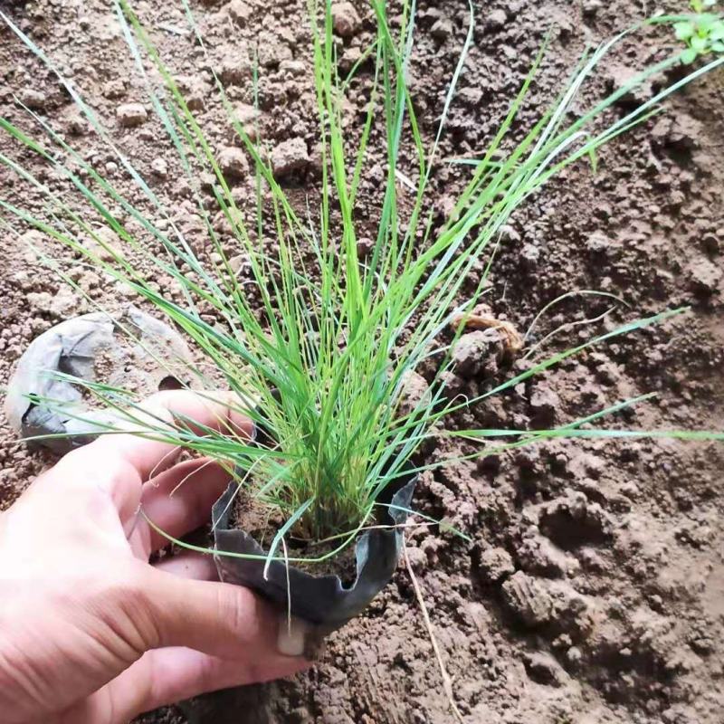 【荐】粉黛乱子草自产自销价格优惠量大从优