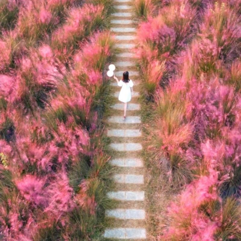 【荐】粉黛乱子草自产自销价格优惠量大从优