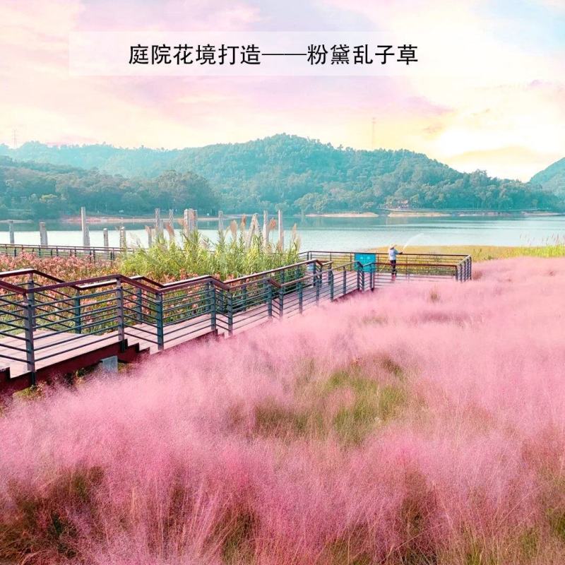 【荐】粉黛乱子草自产自销价格优惠量大从优
