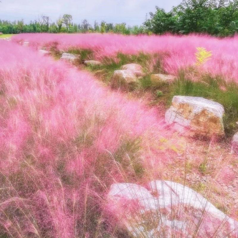 【荐】粉黛乱子草自产自销价格优惠量大从优