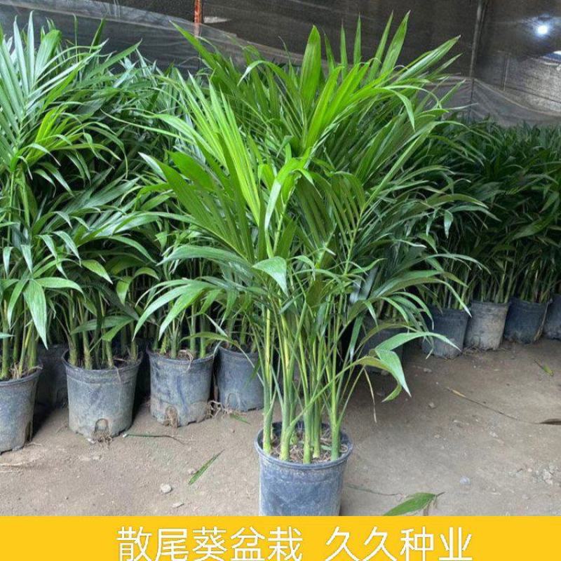 散尾葵盆栽室内大型四季常青绿植凤尾竹好养活客厅办公室绿植