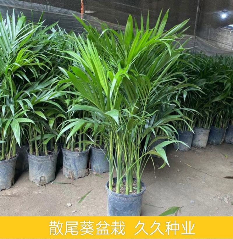 散尾葵盆栽室内大型四季常青绿植凤尾竹好养活客厅办公室绿植