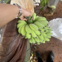 苹果蕉【推荐】广东省湛江市徐闻县热带精品香蕉一手货源