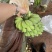 苹果蕉【推荐】广东省湛江市徐闻县热带精品香蕉一手货源
