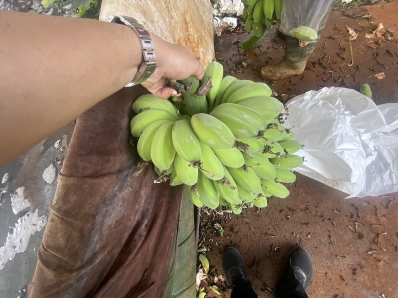 苹果蕉【推荐】广东省湛江市徐闻县热带精品香蕉一手货源