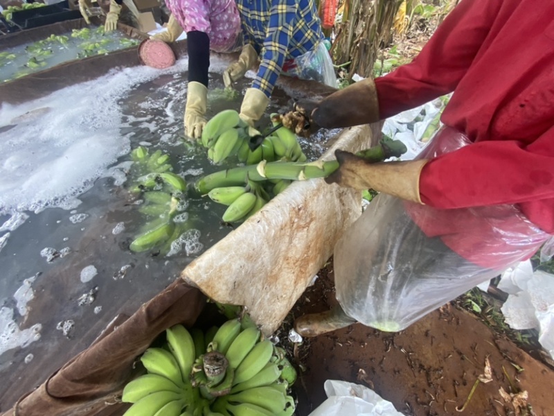 苹果蕉【推荐】广东省湛江市徐闻县热带精品香蕉一手货源