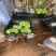 苹果蕉【推荐】广东省湛江市徐闻县热带精品香蕉一手货源