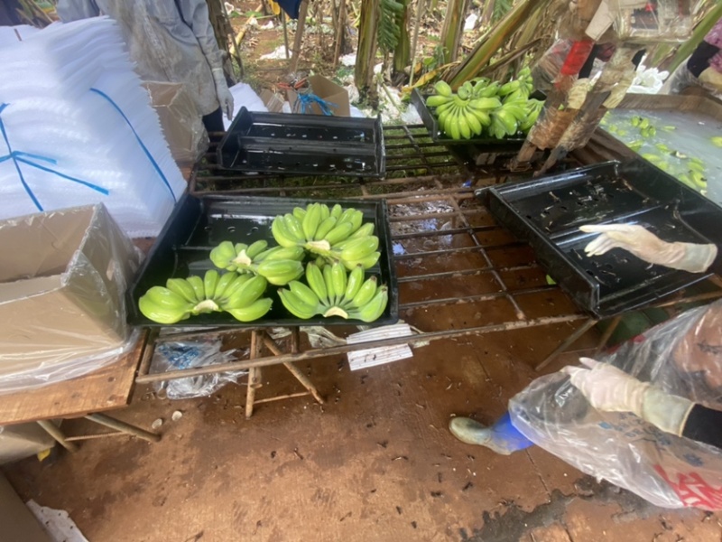 苹果蕉【推荐】广东省湛江市徐闻县热带精品香蕉一手货源