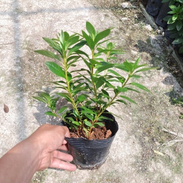杜鹃花13杯杨梅红盆栽电商绿化工程精品货