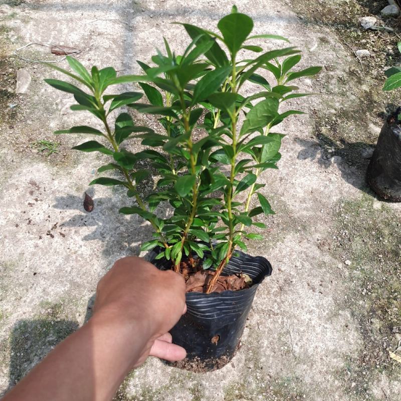杜鹃花13杯杨梅红盆栽电商绿化工程精品货