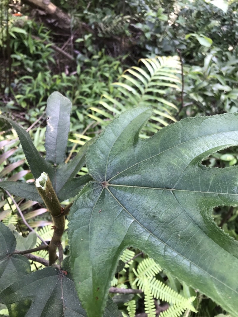 野生五指毛桃一手货源批发零售