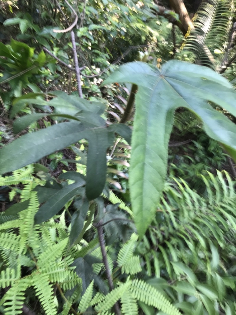 野生五指毛桃一手货源批发零售