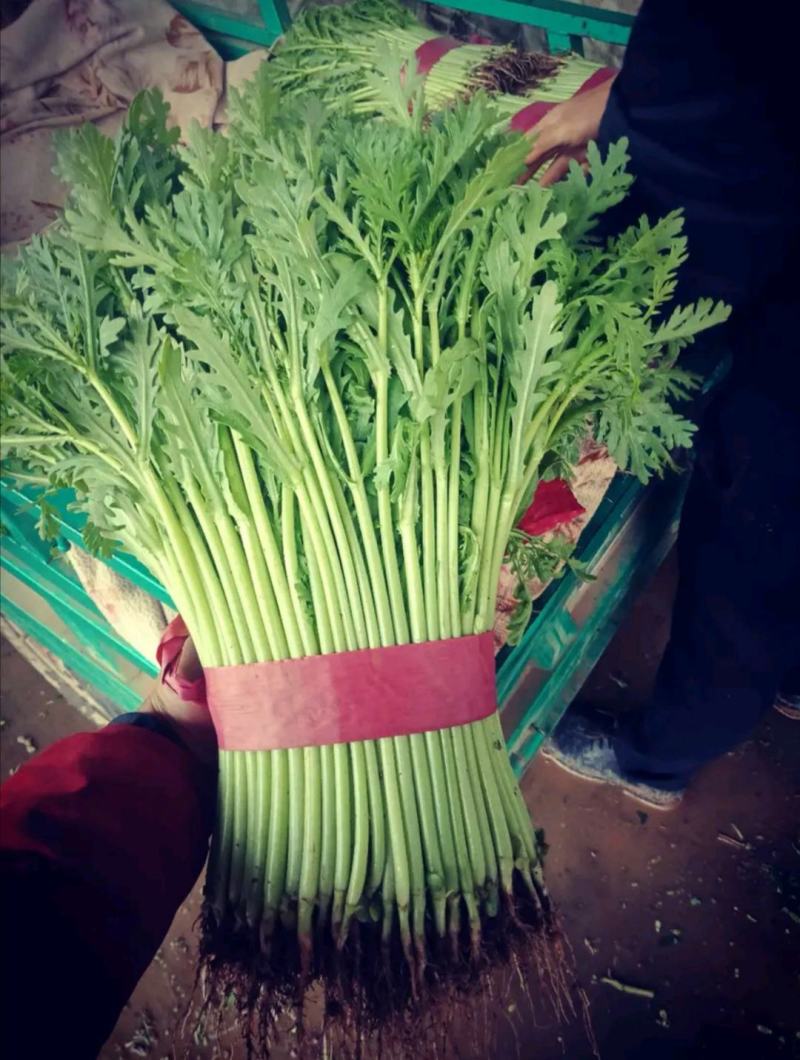 精品茼蒿，一年四季大量供应，以及各种精品叶菜，需要联系我