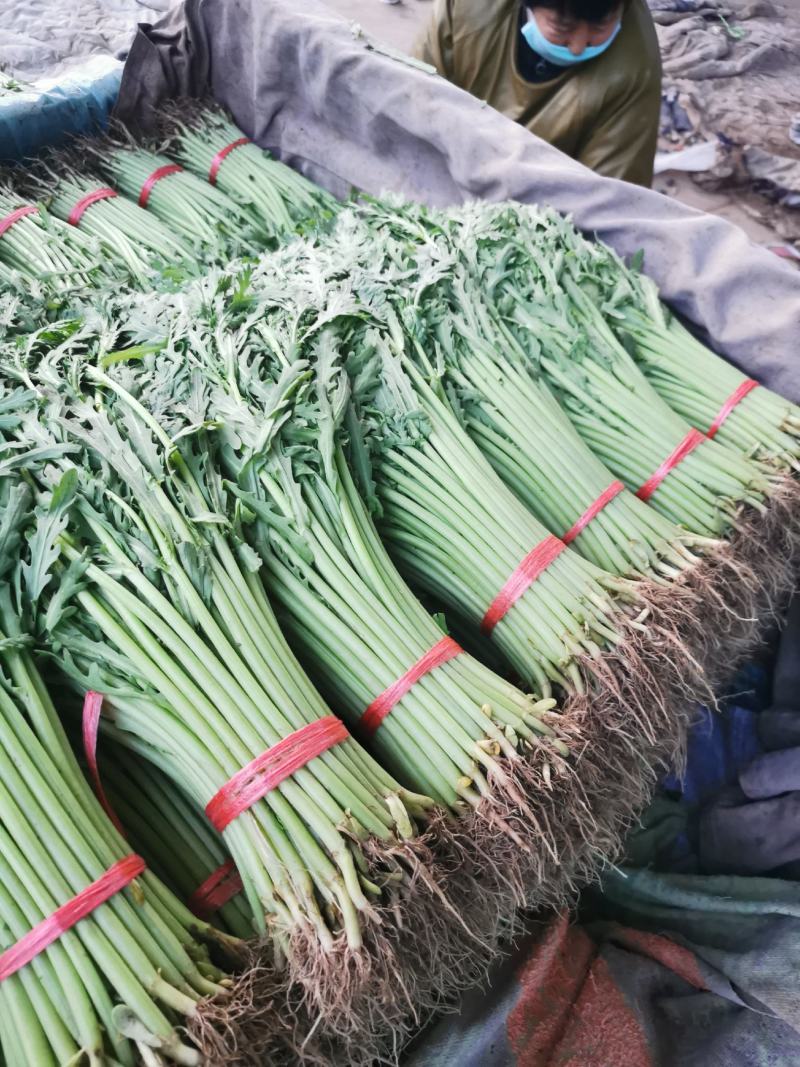 精品茼蒿，一年四季大量供应，以及各种精品叶菜，需要联系我