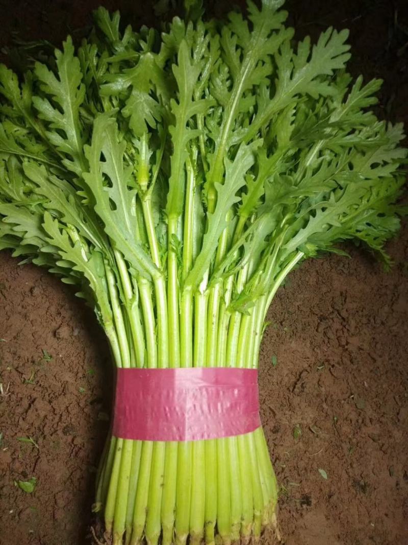 精品茼蒿，一年四季大量供应，以及各种精品叶菜，需要联系我