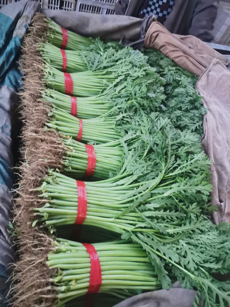 精品茼蒿，一年四季大量供应，以及各种精品叶菜，需要联系我