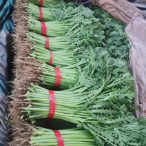 精品茼蒿，一年四季大量供应，以及各种精品叶菜，需要联系我
