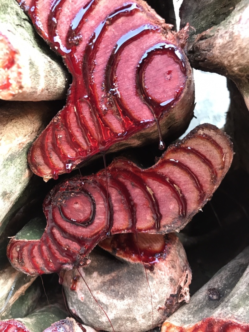 鸡血藤