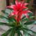 鸿运当头盆栽土培红星凤梨花带红花卉植物室内客厅大型绿植招