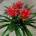 鸿运当头盆栽土培红星凤梨花带红花卉植物室内客厅大型绿植招