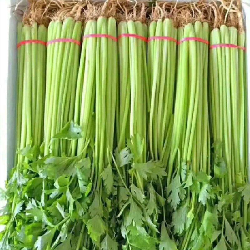 常年供应精品香芹，以及各种精品叶菜，瓜果类，辣椒类，需要