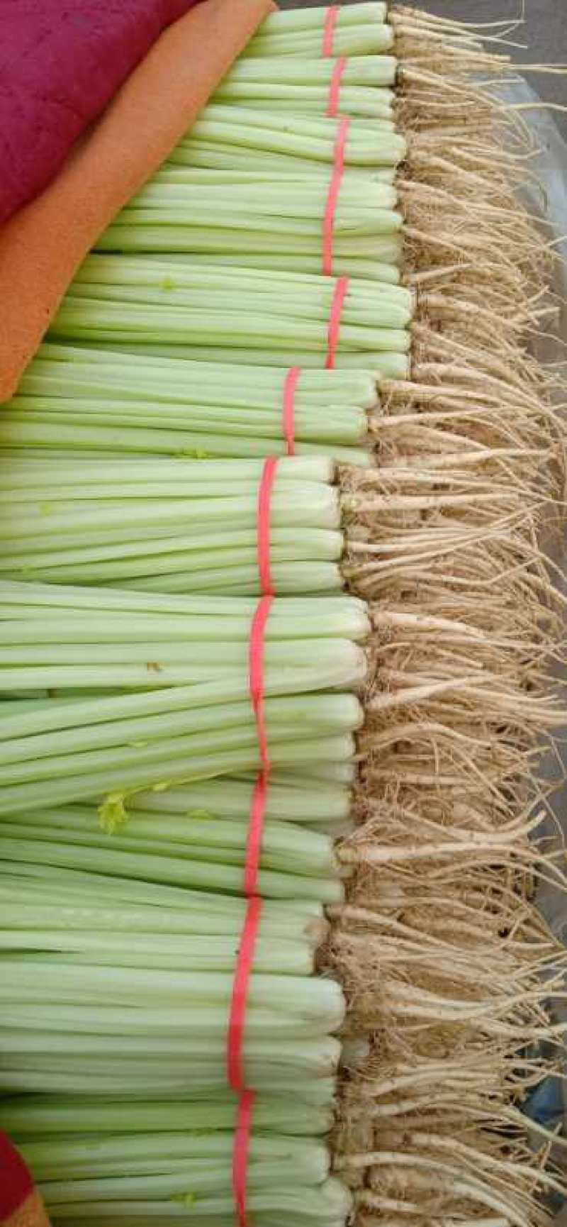 常年供应精品香芹，以及各种精品叶菜，瓜果类，辣椒类，需要