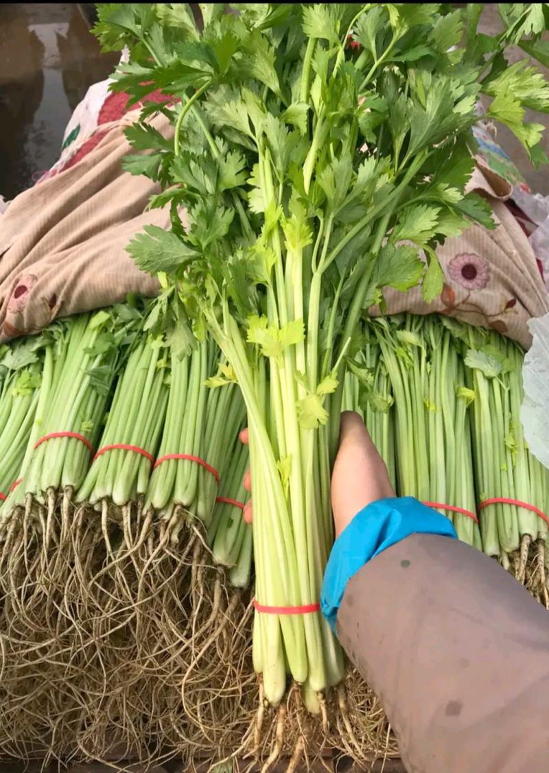 常年供应精品香芹，以及各种精品叶菜，瓜果类，辣椒类，需要