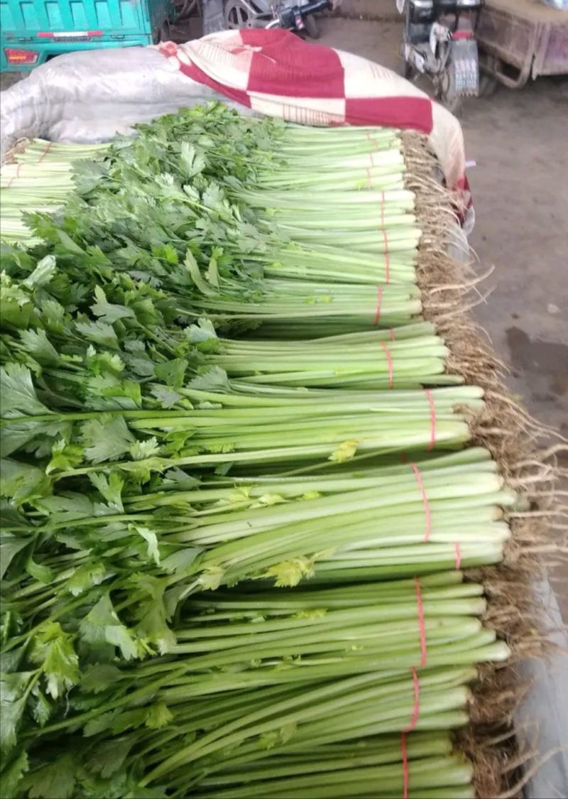 常年供应精品香芹，以及各种精品叶菜，瓜果类，辣椒类，需要