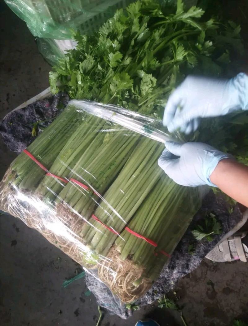 常年供应精品香芹，以及各种精品叶菜，瓜果类，辣椒类，需要