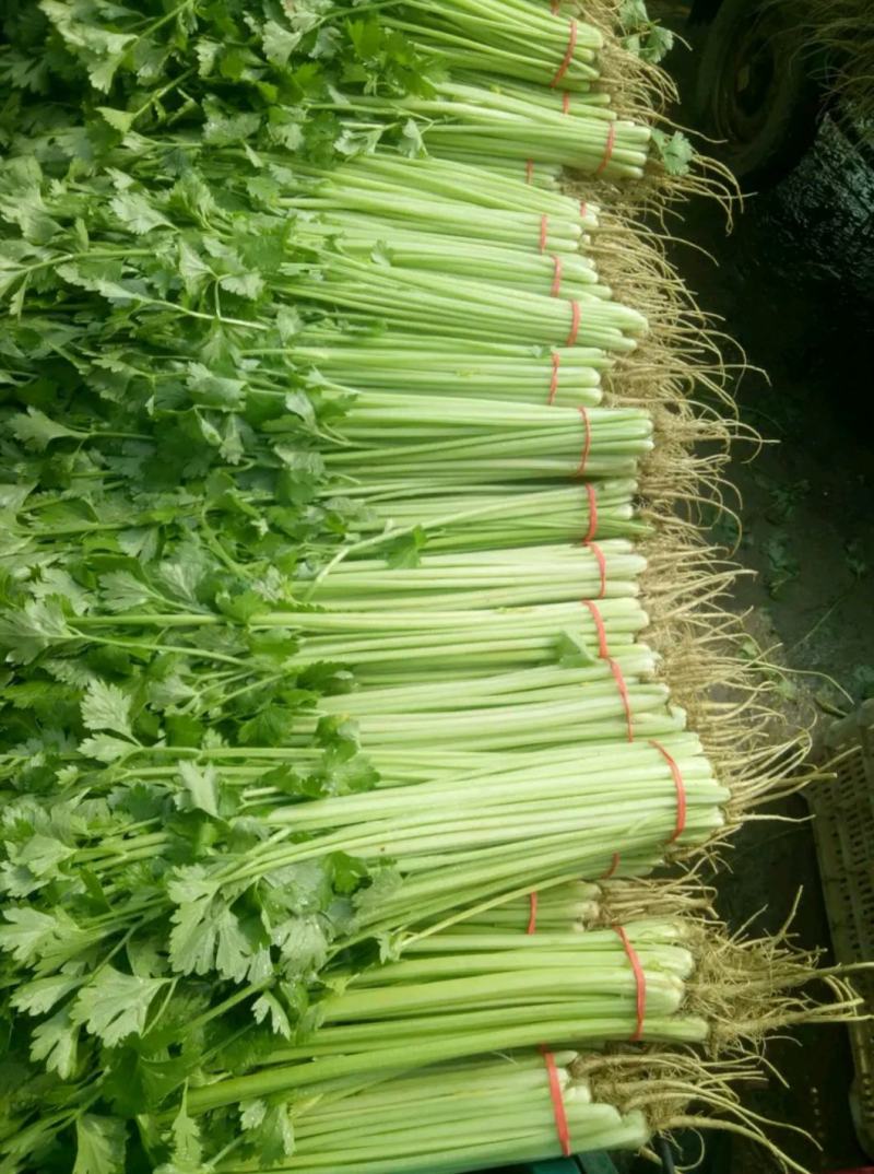 常年供应精品香芹，以及各种精品叶菜，瓜果类，辣椒类，需要