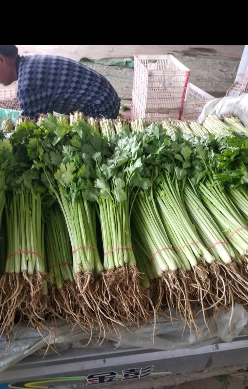 常年供应精品香芹，以及各种精品叶菜，瓜果类，辣椒类，需要