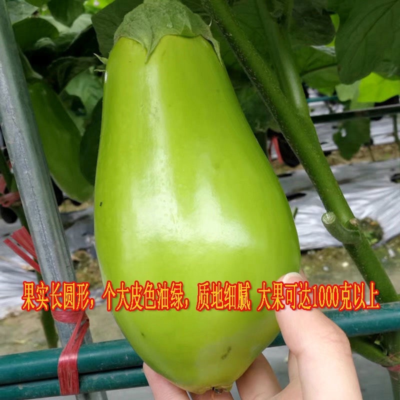 绿罐茄子苗嫁接茄子苗大面积种植嫁接苗基地直发