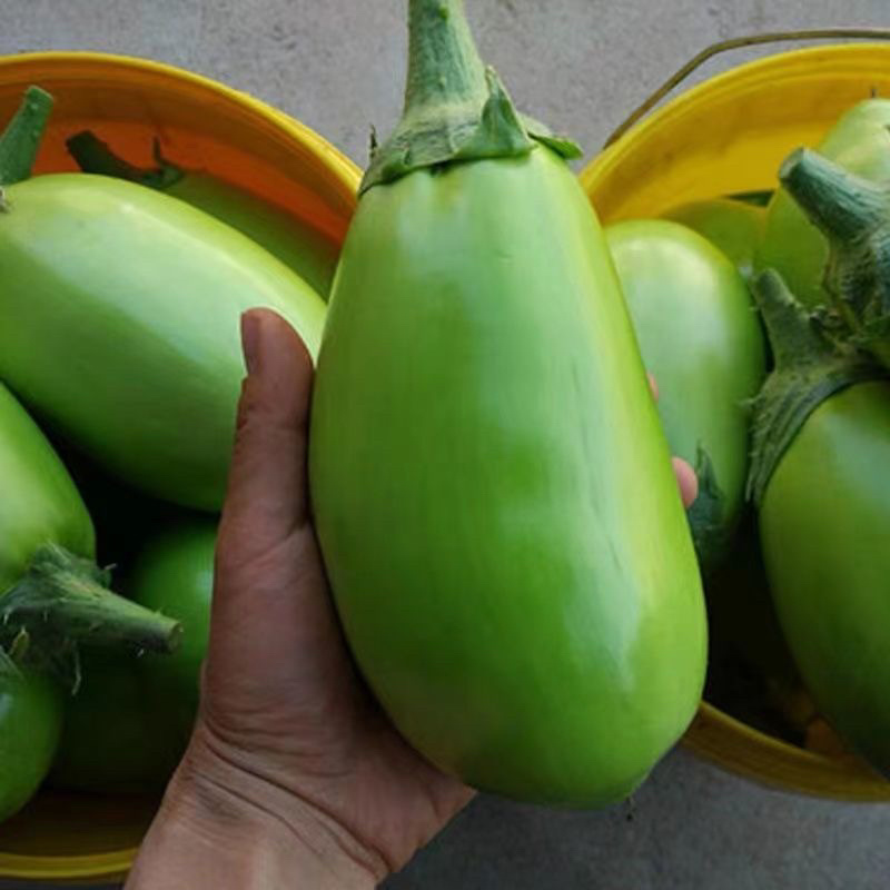 绿罐茄子苗嫁接茄子苗大面积种植嫁接苗基地直发