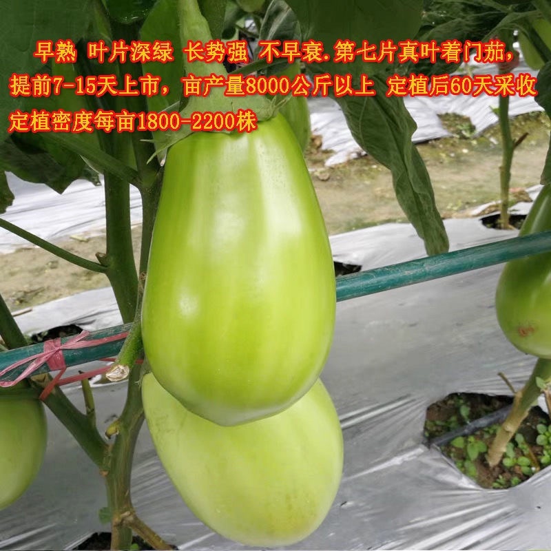 绿罐茄子苗嫁接茄子苗大面积种植嫁接苗基地直发