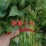 原种脱毒商薯19
