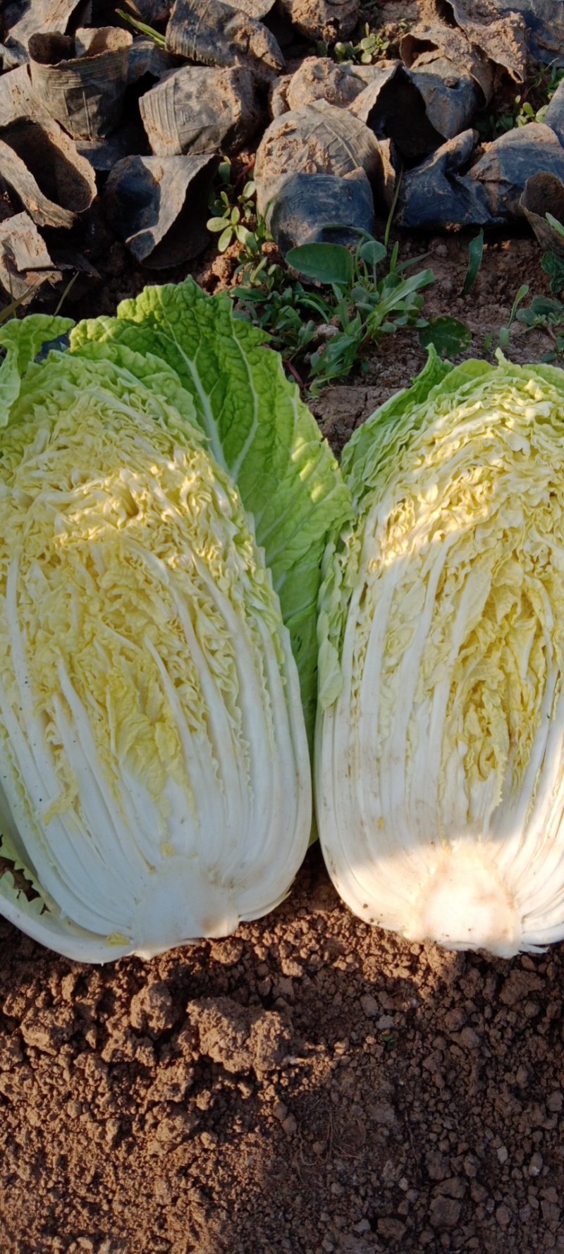 大娃娃菜
