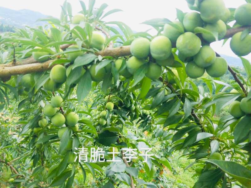 重庆开州土李子、青脆李、晚熟李子、各种季节李子、囗感好、