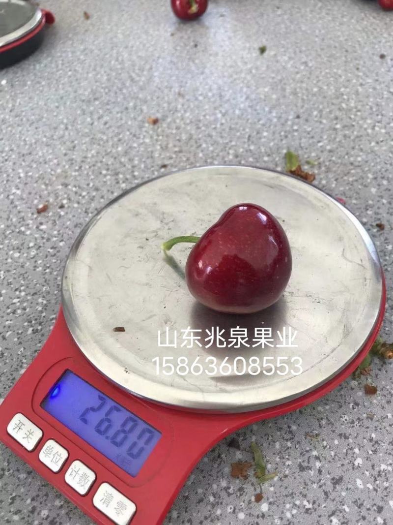 樱桃万亩大棚樱桃现已大量上市了，货源充足价格低，硬度高