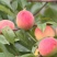 重庆开州油桃子