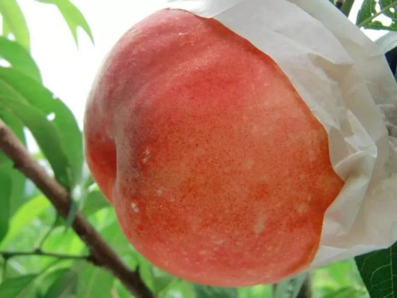 重庆开州油桃子
