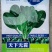 火焰山进口菠菜种子籽四季高产抗病耐热圆叶
