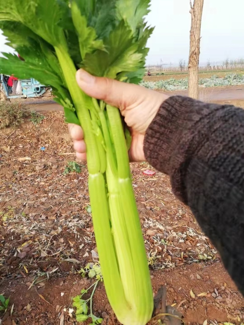 西芹种子特斯拉西芹品种皇后西芹品种种子籽