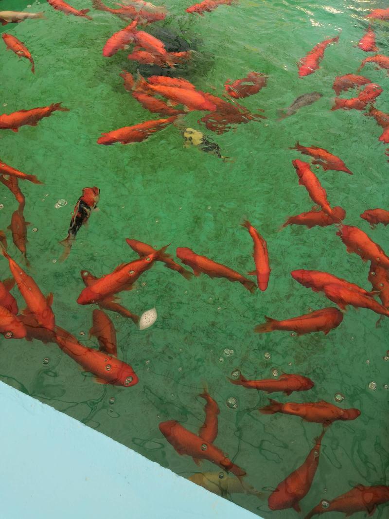 大连本地渔场出售锦鲤观赏鱼，各种风水锦鲤。