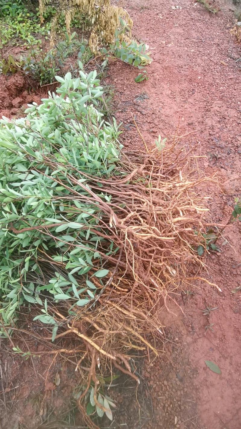 了哥王种苗供应，一年苗起卖，一手货源，投资前景不错