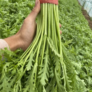 精品茼蒿33公分蒿子杆泡沫箱装产地直销真空打冷