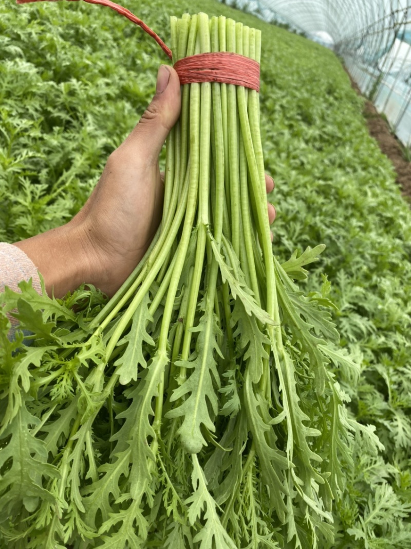 精品茼蒿33公分蒿子杆泡沫箱装产地直销真空打冷