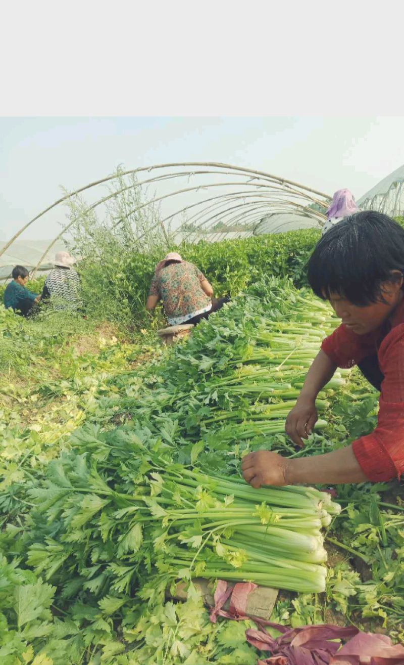 河南芹菜精品芹菜产地直销货源充足质优价廉可视频看货