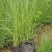 粉黛乱子草花期9-11月基地大量供应诚信经营
