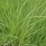 粉黛乱子草花期9-11月基地大量供应诚信经营
