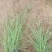粉黛乱子草花期9-11月基地大量供应诚信经营